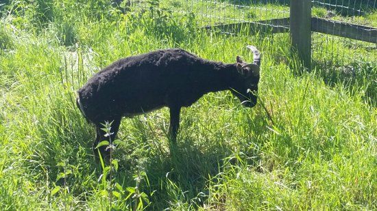 Fox Burrow Farm
